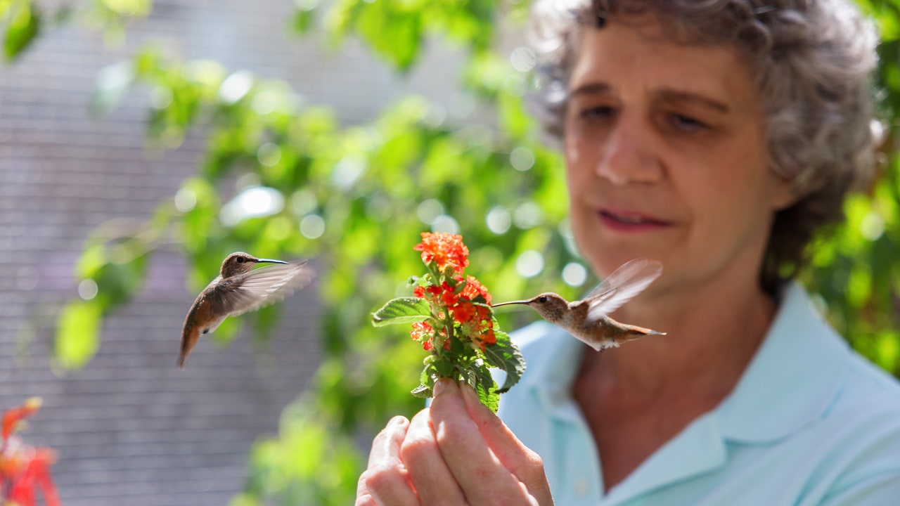 LA’s Hummingbird Rescuer Explains How the Wildfires Impacted the “Fastest Things on Wings”