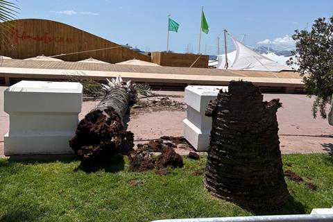 Cannes Croisette section closed by fallen palm tree, pedestrian reportedly injured | News