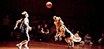 Watch: ‘Search For The Next Air Bud’ Video – Looking for a New Dog