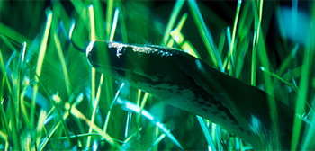 Florida Folk Snake Frenzy in ‘The Python Hunt’ Doc Film Official Trailer