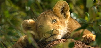 Adorable Trailer for Disney’s New Doc ‘Lion’ Exec Produced by Favreau Adorable Trailer for Disney’s New Doc ‘Lion’ Exec Produced by Favreau